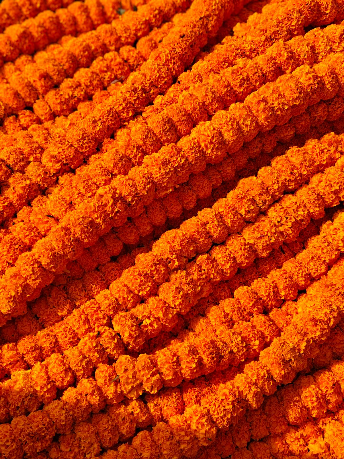 Rows of fresh orange marigold garlands